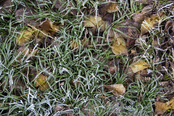 green grass and autumn yellow leaves