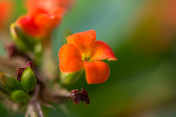 Fototapeta na wymiar Small orange blossom on the green background