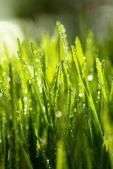 Fresh green grass with water drops . Selective focus.Spring theme.Concept freshness.Macro shot