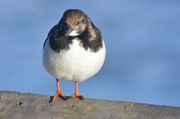 Turnstone