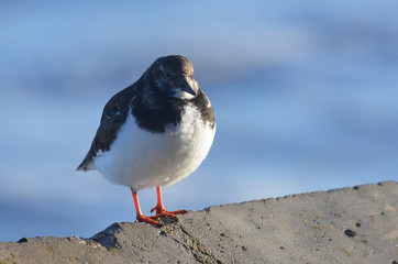 Turnstone