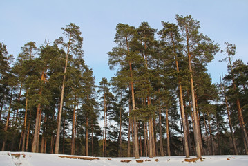 Fototapeta na wymiar Beautiful winter landscape with green fir trees in the forest.