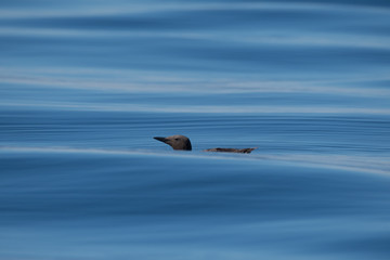 Fototapeta na wymiar Bird floating on calm water