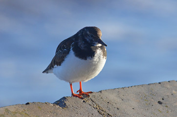 Turnstone