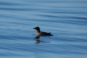 Bird floating on calm water