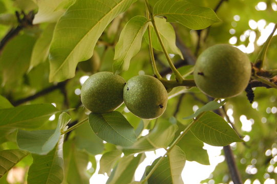 Juglans regia