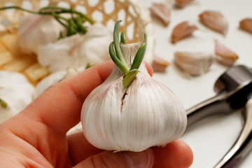 In his hand a head of garlic with sprouts. Against the background is a press for garlic and a few...