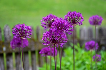 Zierlauch, Allium