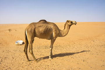 Kamel in Oman Wüste
