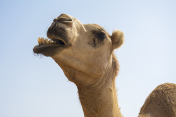 Kamel in Oman W&uuml;ste