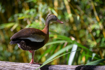 Duck in Fence 