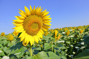 Ripe sunflowers field on blue sky background. Copy space.