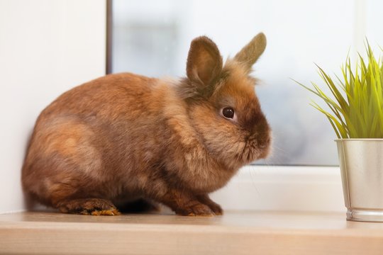 Cute brown rabbit