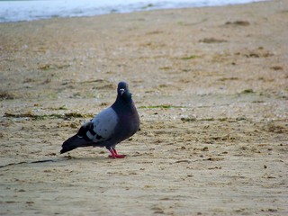 Curious dove on the seaside