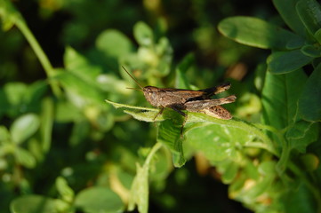grasshopper