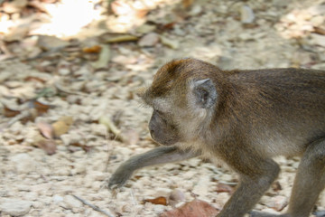 A little monkey is running on the ground