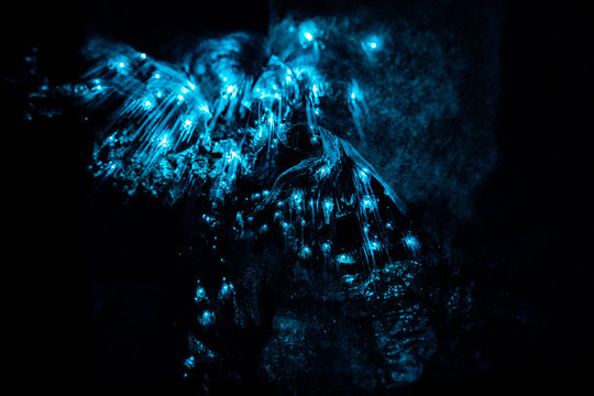 Bioluminescent glowworms in New Zealand cave