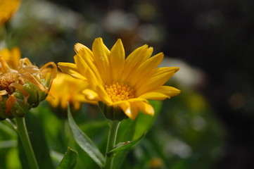 Calendula officinalis