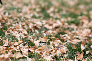 fall leaves in grass