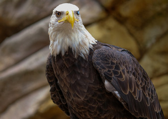 Half blind Freedom