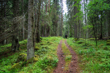 a hiker on a forest road