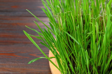 Sprouted green oats in the form of grass at home.