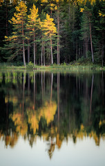 Reflections of the forest on a lake