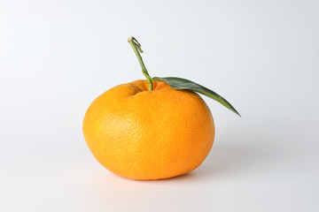 Giant Mandarin Orange