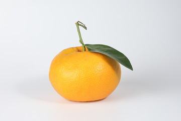 Giant Mandarin Orange