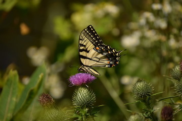 Swallowtail butterfly