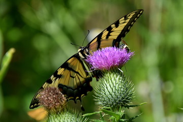 Swallowtail butterfly