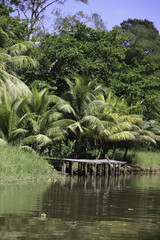Fototapeta na wymiar Small pier on the Tortuguero River in Costa Rica