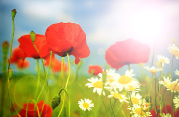 Summer wildflowers and clouds