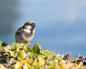 Bird posing