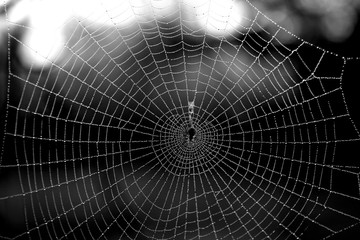 Wet Spider Web