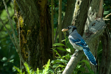Blue Jay
