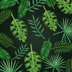 tropical and exotic palms leafs vector illustration design