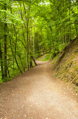 Fototapeta na wymiar Forest Path on a Sunny Spring Day