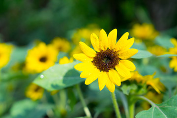 field of sunflowers close up