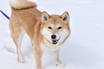 柴犬・雪・カメラ目線