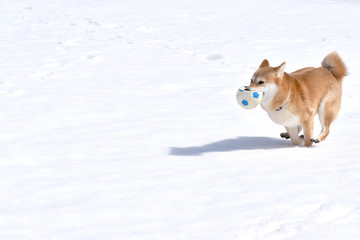 柴犬・雪・ボール遊び