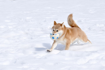 柴犬・雪・ボール遊び