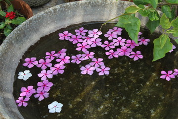 水に浮かぶ花