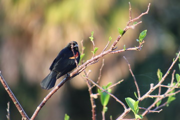 bird on a branch