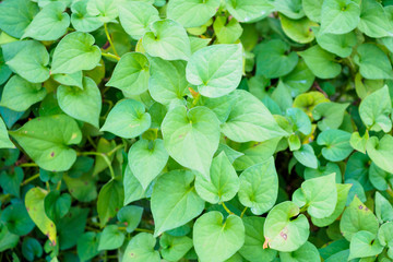 Houttuynia cordata know as fish mint or Plu Kaow Thai herbal medicine