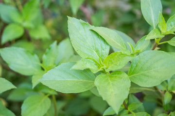 Thai Sweet basil leaf close up