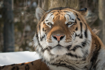 Siberian Tiger - Amur Tiger - Panthera Tigris Tigris - Resting In The Snow