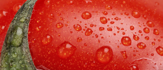 Macro photo of tomato with water droplets on plant