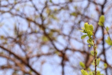 green leaves the natural