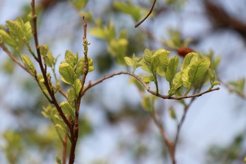 green leaves the natural